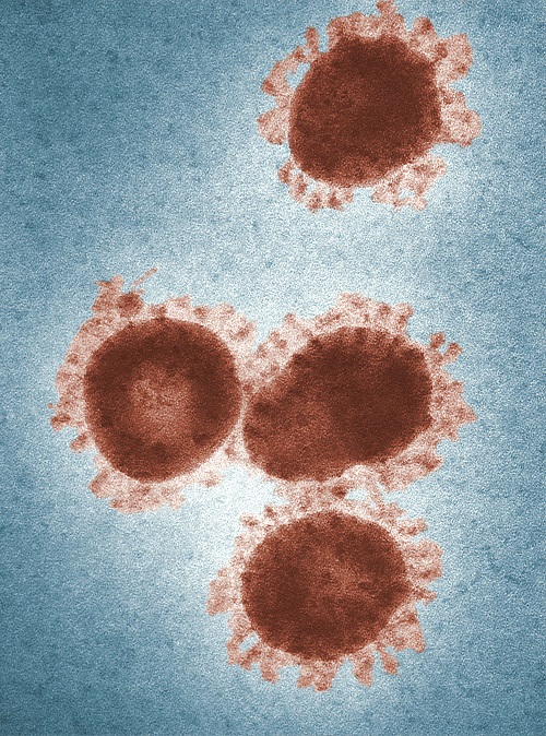 Ursprung des Coronavirus