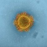 Coronavirus-Herkunft