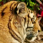 Jahr des Tigers 2022 Bedeutung